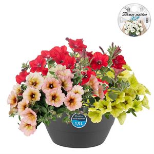 Bild von Hp27 mono.mix Petunia Dekko mix3